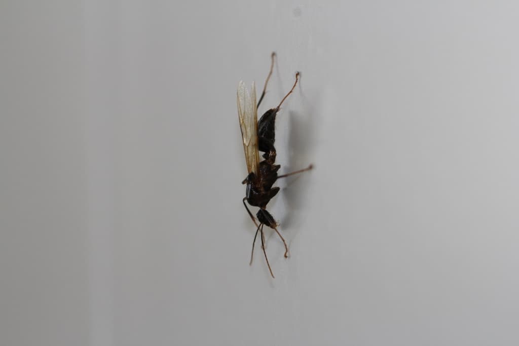 Eine schwarze Hornisse ist im Bild zu sehen.