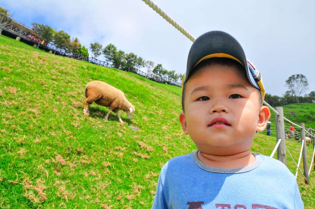Kühe sitzen auf dem Boden mit Gras dahinter, eine hölzerne Wand im Hintergrund und ein Seil an der Wand befestigt.