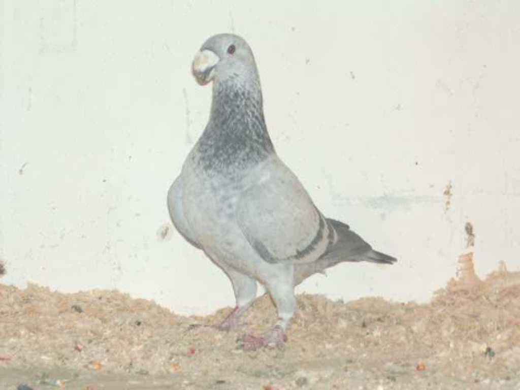 Eine Taube steht auf sandigem Boden vor einer Wand.