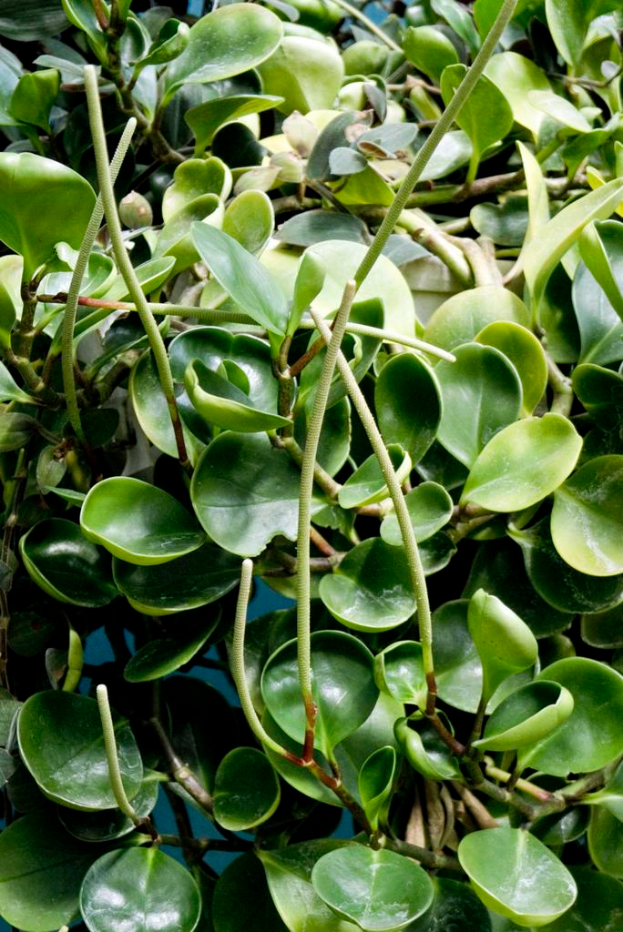 Eine Wasseranlage mit breiten, grünen Blättern, die auf der Oberfläche eines Gewässers schwimmen.
