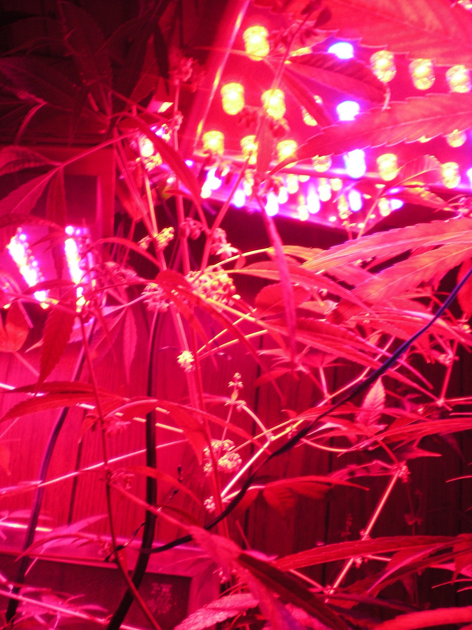 Drei Männer wegen Cannabis-Anbau festgenommen