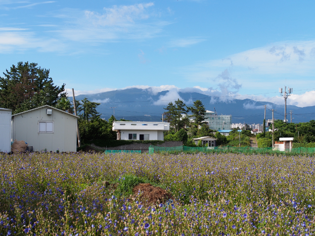 Eine Stadtansicht mit zahlreichen Gebäuden, Bäumen, einem Berg im Hintergrund, einem klaren Himmel, einem elektrischen Mast mit Drähten und Grünfläche im Vordergrund.
