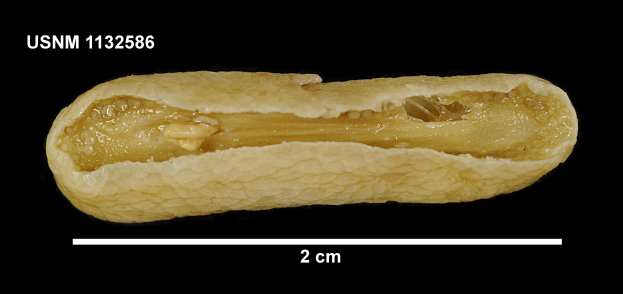 Nahaufnahme einer Erdnuss auf schwarzem Hintergrund mit Text oben und unten.
