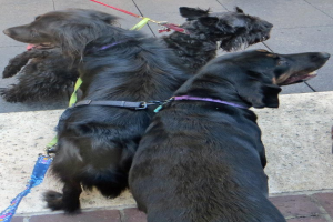 Drei schwarze Hunde an der Leine.