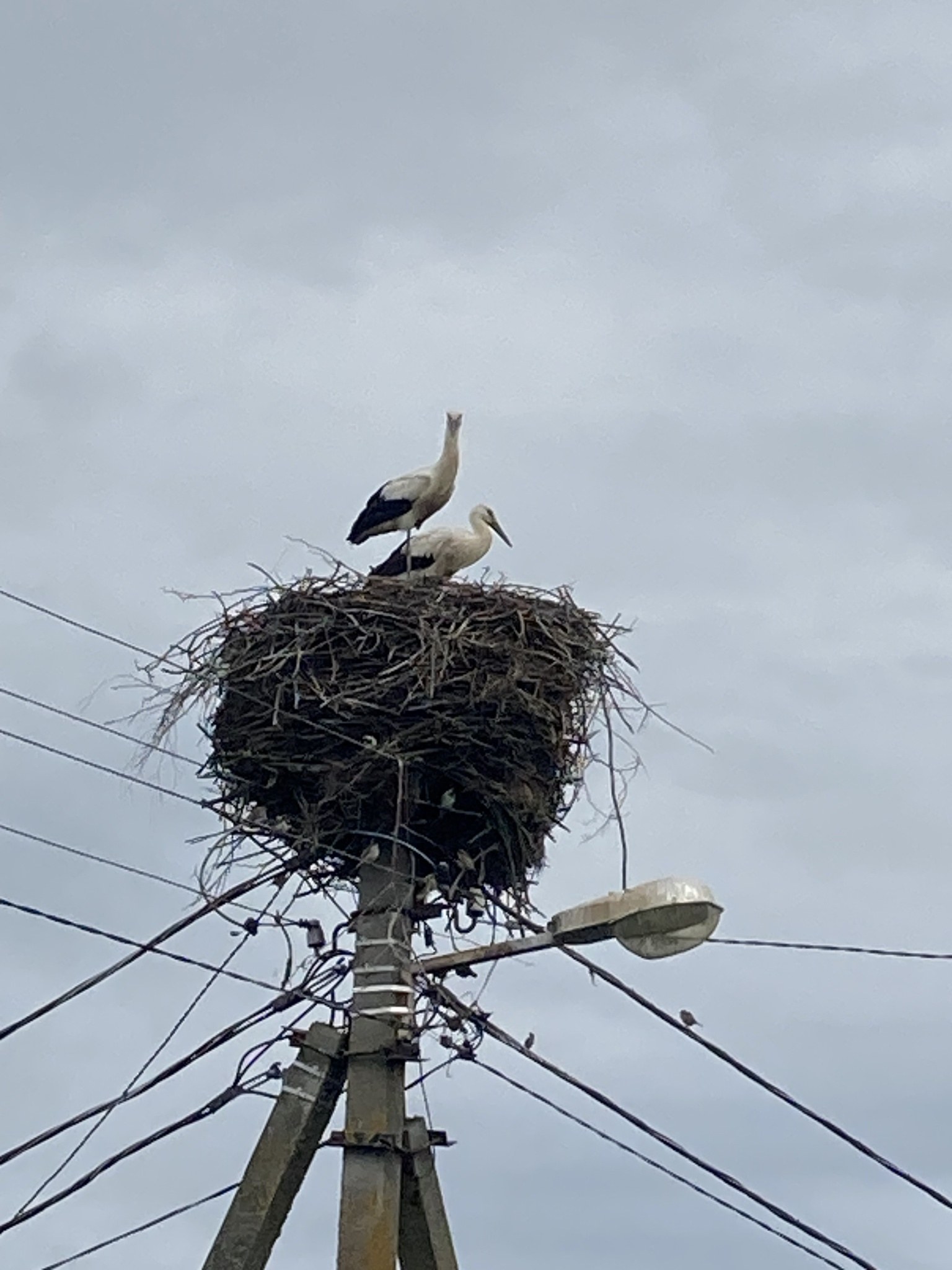 Zwei Weißstörche auf einem Nest auf einer Stromleitung sitzend, mit einer Straßenlaterne, die sie beleuchtet, und Drähten, die an der Leitung entlanglaufen.