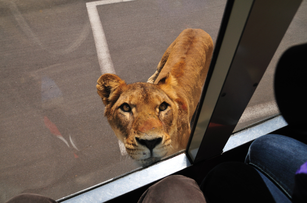 Eine LÃ¶win in der NÃ¤he einer StraÃŸe, fotografiert aus einem Fahrzeug.
