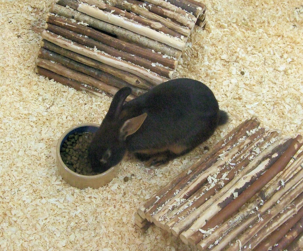 Ein Kaninchen frisst Futter in der Nähe von hölzernen Bauen.