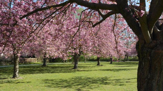 Ein Park mit grünem Gras und Kirschblüten in voller Blüte vor einem sichtbaren Himmel.