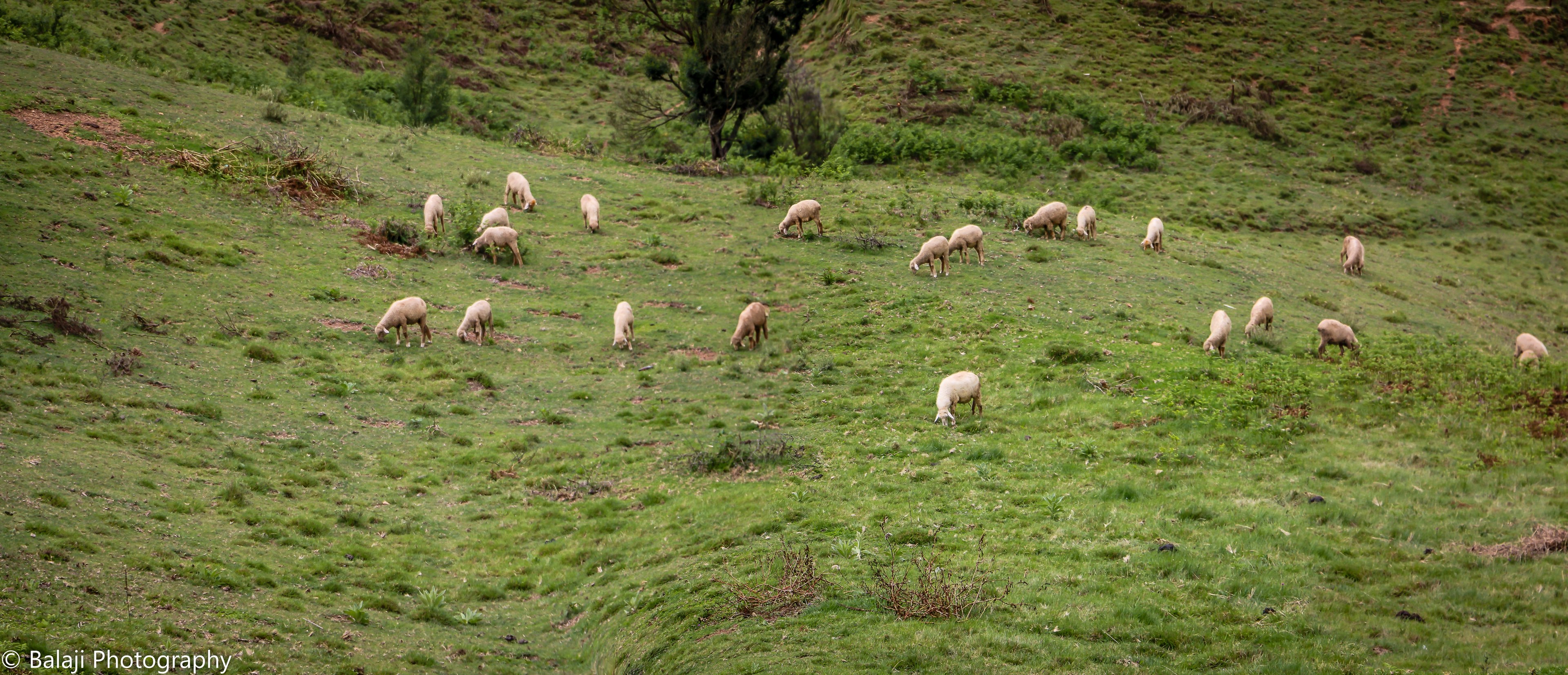 Eine Schafherde, die auf einer grünen Hügelfläche mit Bäumen und Pflanzen grast, mit Text in der linken unteren Ecke.