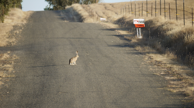 Ein Tier steht auf einer Straße mit Zaun und trockenem Gras rechts daneben, Bäume und Himmel im Hintergrund.