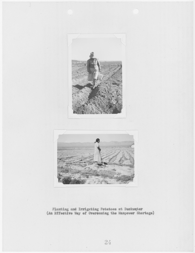 Zwei Personen stehen in einem Feld, eine hält ein Objekt, mit Text unten: "Pflanzen und Bewässern von Kartoffeln in Duckwater eine effektive Methode zur überwindung des Arbeitskräftemangels."