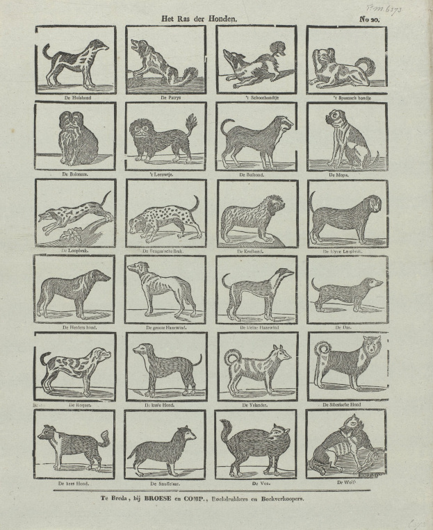 Offenes Buch mit Illustrationen und Text über verschiedene Hunderassen auf einer Seite.