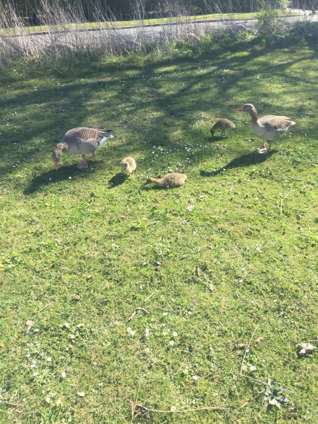 Eine Gänseschar, die √ľber eine grüne Wiese geht, mit einer Stra√üe im Hintergrund und umgebenden B√§umen und Pflanzen.