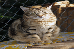 Eine Katze sitzt auf einem abgedeckten Holztisch, mit einem Maschendrahtzaun und Holzplanken im Hintergrund.