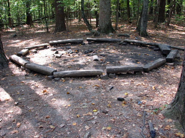 Ein Waldboden mit vielen abgefallenen Zweigen und Bäumen im Hintergrund.