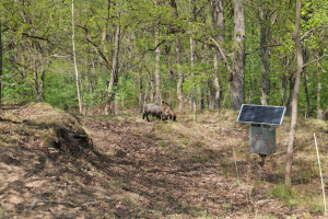 Zwei Tiere grasen in einem bewaldeten Gebiet mit einem Solarpanel auf einem Pfahl rechts daneben, trockenes Laub und Gras bedecken den Boden, Bäume im Hintergrund.
