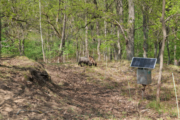 Zwei Tiere grasen in einem bewaldeten Gebiet mit einem Solarpanel auf einem Pfahl rechts daneben, trockenes Laub und Gras bedecken den Boden, Bäume im Hintergrund.