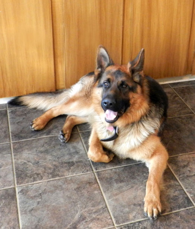 Ein deutscher Schäferhund mit einem dicken schwarzen und braunen Fell, weißer Schnauze und Brust, liegt vor einer hölzernen Tür auf dem Boden, seine Ohren sind gespitzt und seine Augen wachsam, was ihm einen neugierigen und freundlichen Ausdruck verleiht.