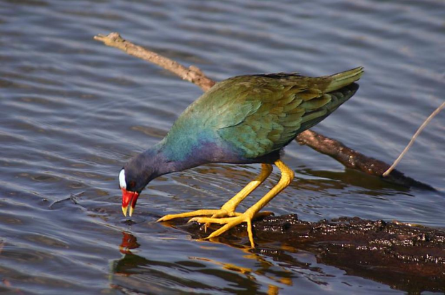Ein Vogel mit grünen, blauen und violetten Federn und einem roten und gelben Schnabel steht auf einem Ast und trinkt Wasser aus einem Pool darunter.