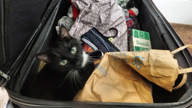 Ein Koffer voller Kleidung und eine Katze darin.