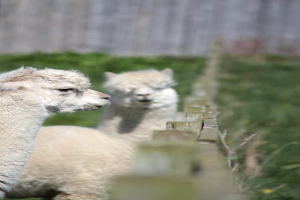 Weißes Schaf in der Nähe eines Holzzauns mit unscharfen Pflanzen im Hintergrund.