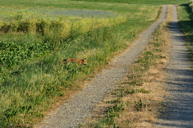 Ein Fuchs liegt in der Mitte einer Schotterstraße, umgeben von Gras und Pflanzen auf beiden Seiten, Bäumen und einem klaren blauen Himmel im Hintergrund.