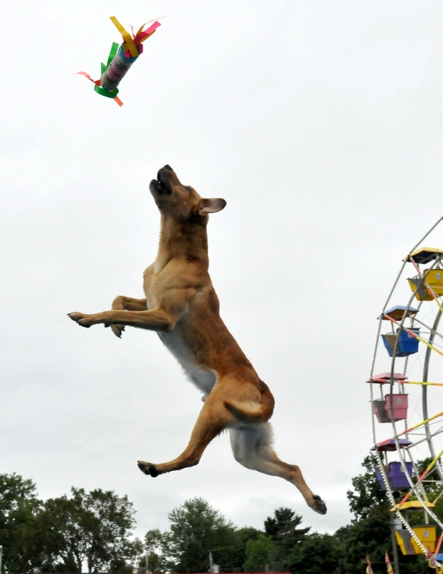 Ein Hund springt in die Höhe, um ein Objekt zu fangen, mit Bäumen, einem großen Riesenrad und dem Himmel im Hintergrund.
