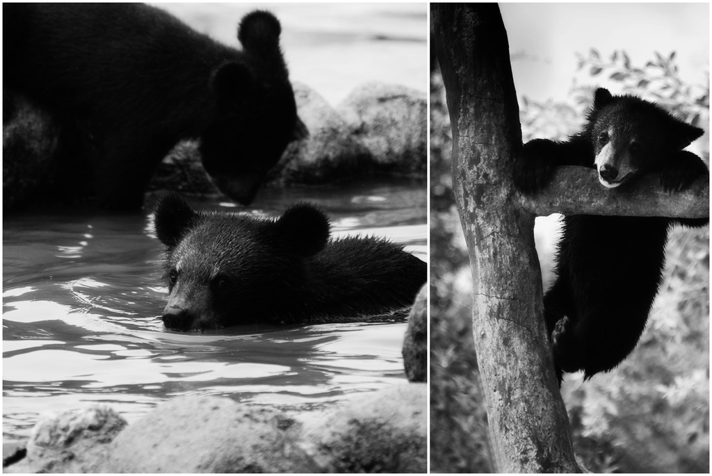 Ein Collage-Bild mit einem amerikanischen Schwarzbär im Wasser und an einem Ast hängend, mit Felsen, Wasser und Bäumen im Hintergrund.