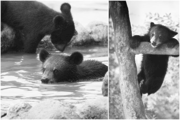 Ein Collage-Bild mit einem amerikanischen Schwarzbär im Wasser und an einem Ast hängend, mit Felsen, Wasser und Bäumen im Hintergrund.