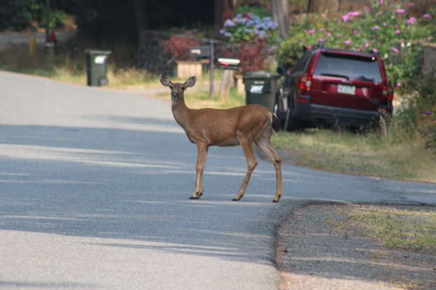 Ein Hirsch überquert eine Straße vor einem Haus mit einem geparkten Auto auf der rechten Seite, Bäume, Pflanzen, Blumen und Mülltonnen im Hintergrund.
