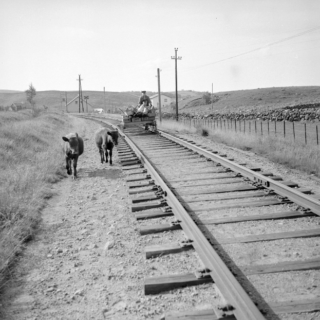 Schwarz-weiß-Foto von zwei Kühen, die auf den Eisenbahnschienen gehen, mit einer Person, die auf einem Fahrzeug im Vordergrund sitzt, Gras und einem Zaun auf beiden Seiten der Schienen und Häusern, Bäumen, Pfählen und dem Himmel im Hintergrund.