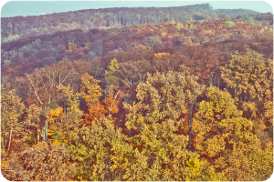 Ein dichter Wald mit zahlreichen Bäumen und üppiger Vegetation.