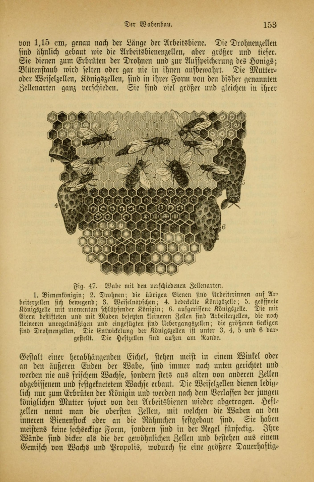 Ein aufgeschlagenes Buch mit einer Zeichnung eines Bienenstocks, Text und ein paar Insekten, die wahrscheinlich Bienen sind, die um den Honigwaben herumschwirren.